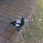 Choppy's Chinese Restaurant